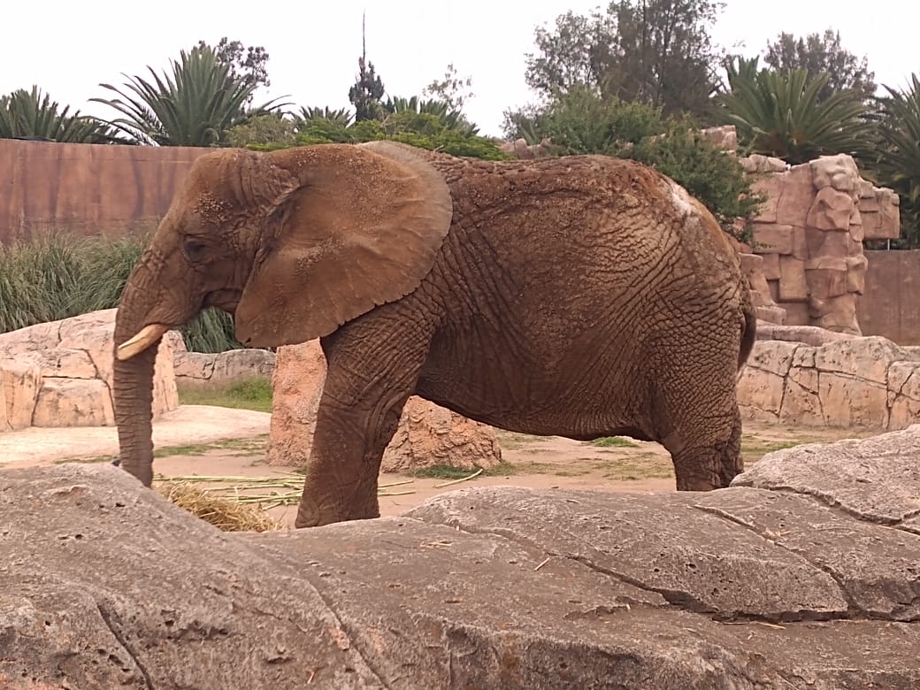 “Rumbo a la transformación de los zoológicos”, especialistas en